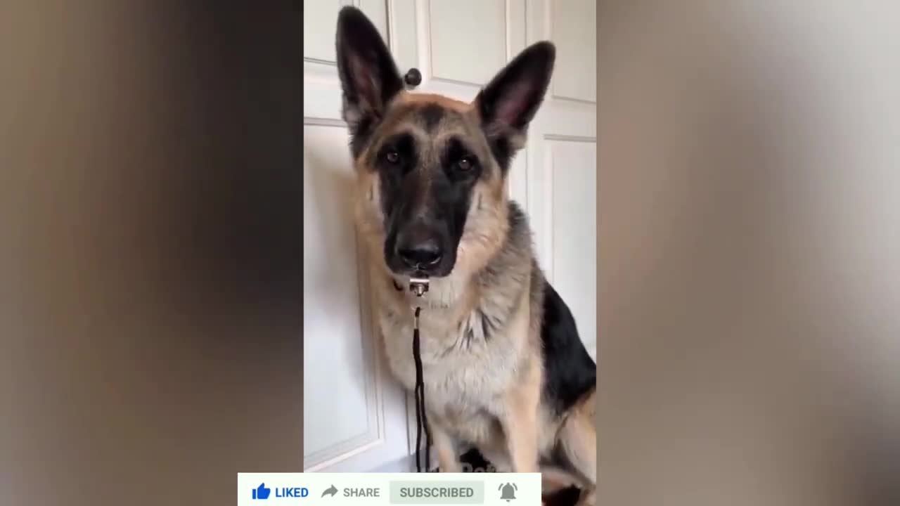 funny dogs