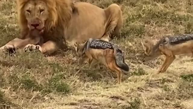 ×Lion Attitude🔥| He just had to look | #shorts #lion #animals