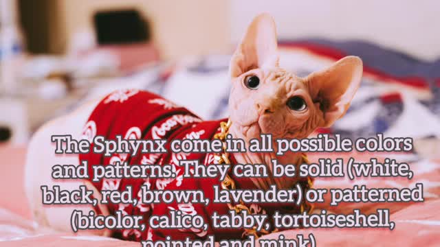 Sphynx Cat Compilations