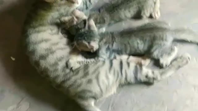 Cat feeding it's kitten