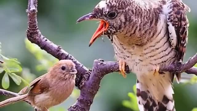 The world of animals