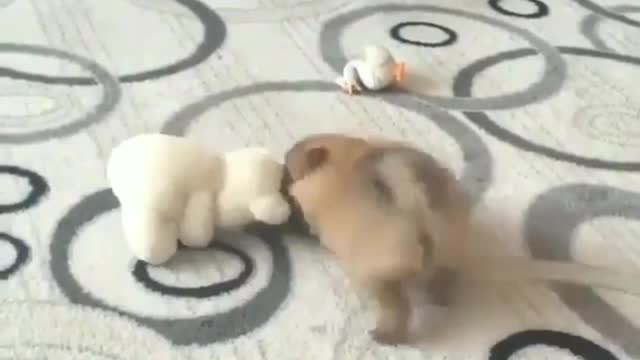 One toy can make a puppy happy enough to take off