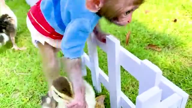 Monkey baby bon bon doing shopping in toy car store and eat watermelon with puppy.