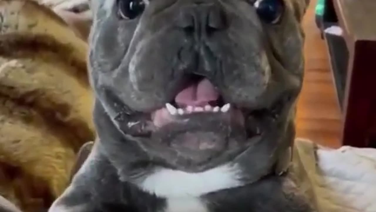 Unleash your laughter with these hilarious antics of our furry friends!"