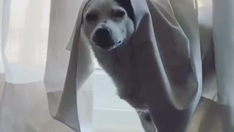 Angry white dog with white curtain on head