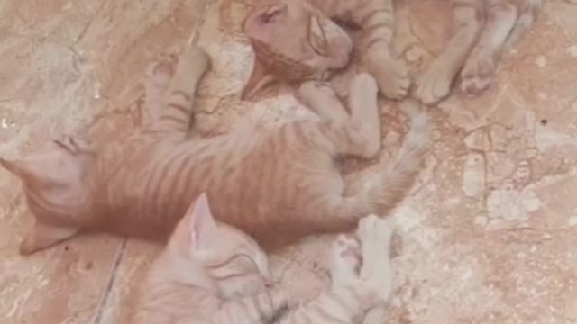 Mama cat, feeding a cute & funny kittens like a small lions