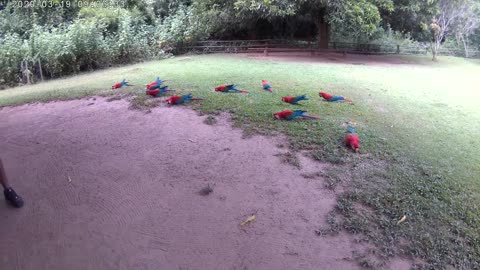 Enjoying macaws, Bonito Brasil.