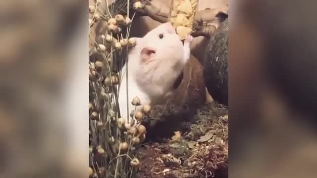 Most Adorable & Funniest Hamsters 🐹 Video Compilation #2 | Animal Kingdom