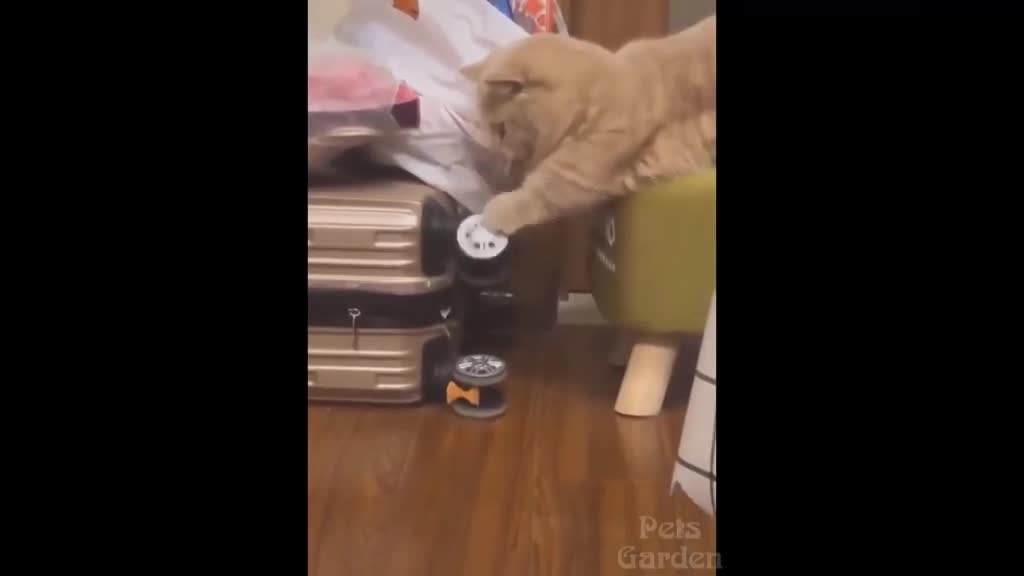 These pets are simply amazing - Cat and puppy