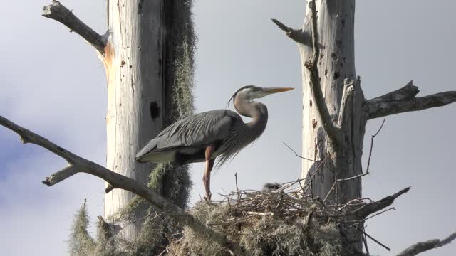 Noisy great blue heron chick in a nest