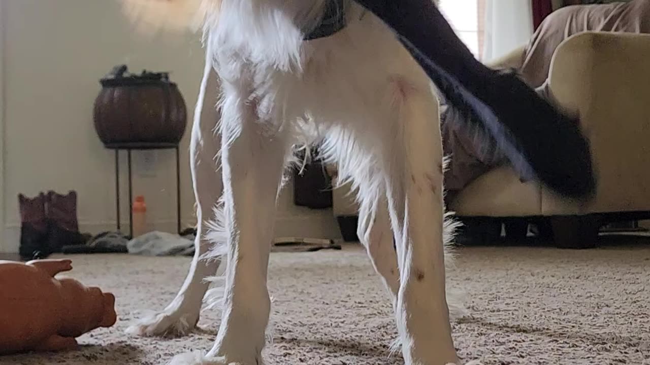 POV tug of war #playtime #brittany