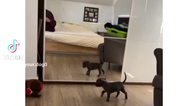 Puppies sees it self for the first time