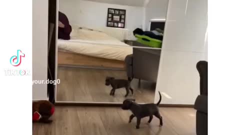 Puppies sees it self for the first time