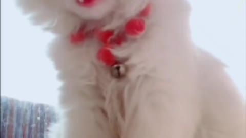 Cute and Funny Cat Videos Compilation