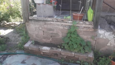 Morning glory is growing