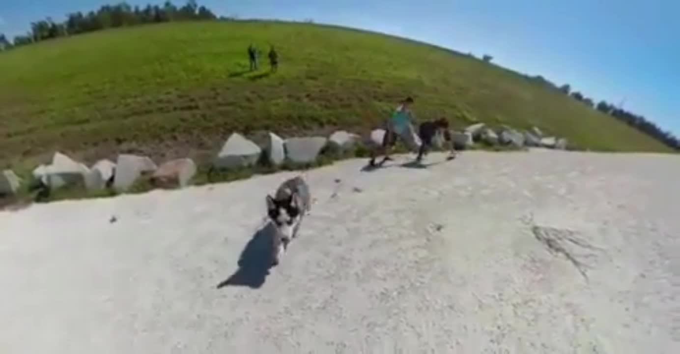 Several people were climbing the mountain with the puppy,