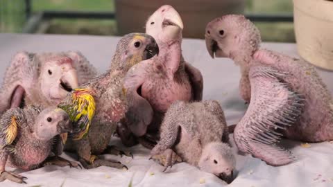 6 Babys birds
