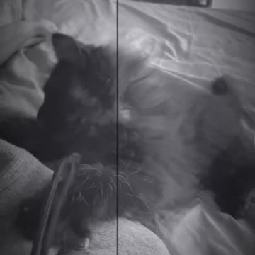 My crazy kitty playing