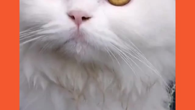 CUTE CAT WITH GOLDEN EYES