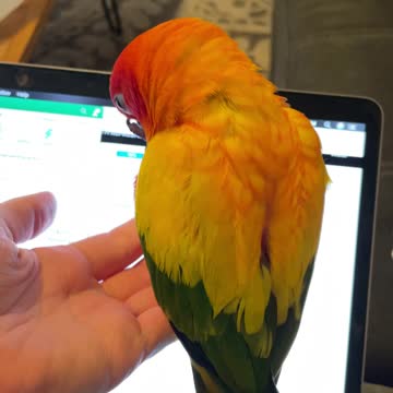 Parrot won't let mom do work