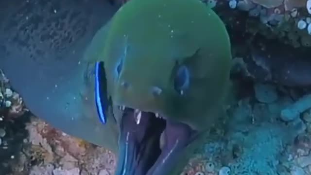 ??