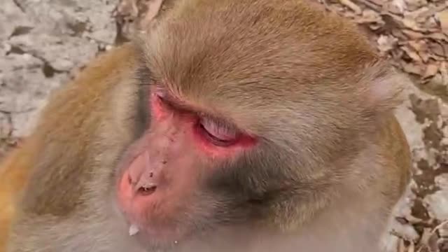 monkey drinking milk