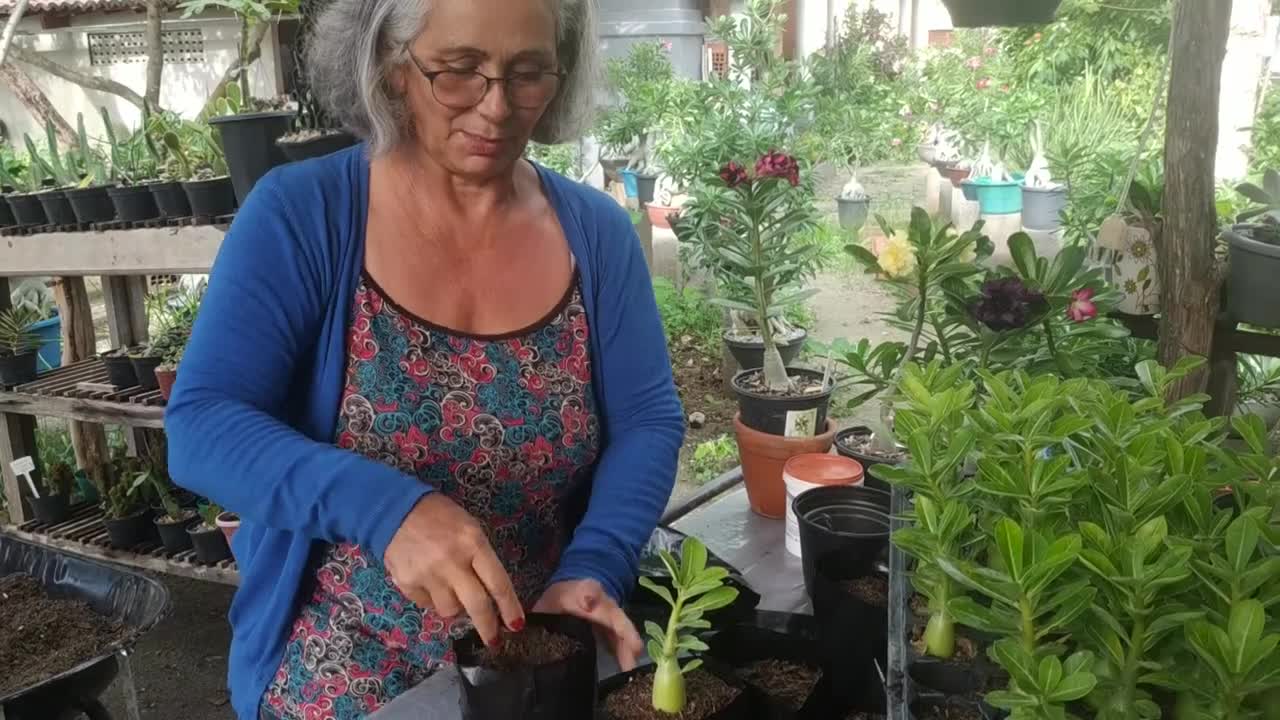 Qual o Tempo Certo de Tirar a Mudinha de Rosa do Deserto da Bandeja?