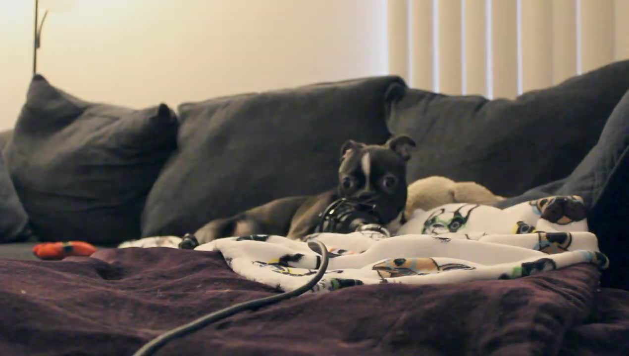 Boston Terrier Puppy ASMR