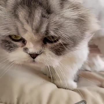 Mr. Milo and Leo, my beautiful cats 2021 01 25