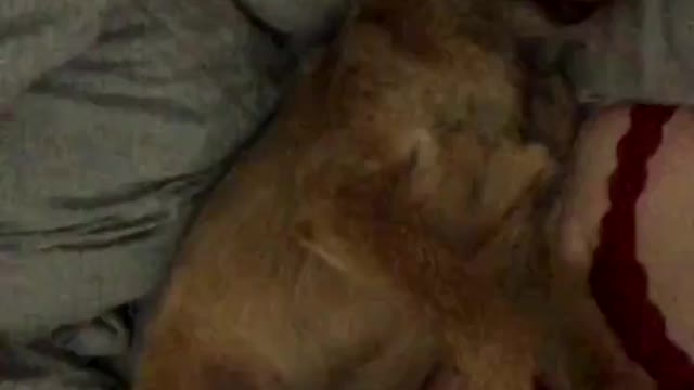 Dogs funny and beautiful