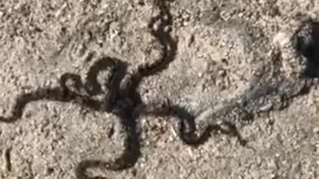 a-black-brittle-starfish-crawling-in-the-ground