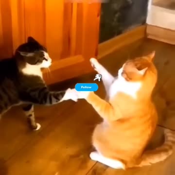 Cute cat and Fanny cat videos