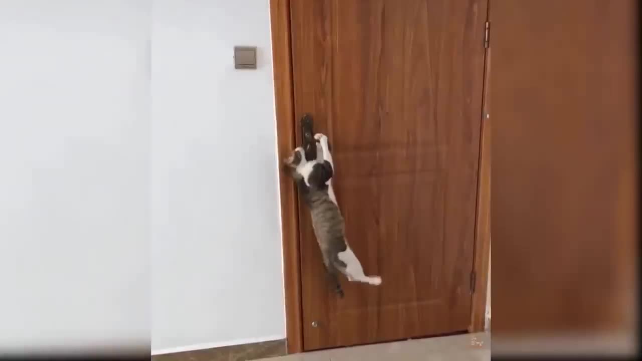 cat trying to open the door