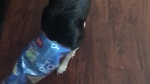 Dog with chip bag on its face