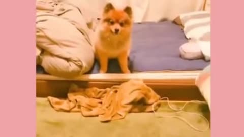 funny animals Cute dogs and cats doing funny things! * 1