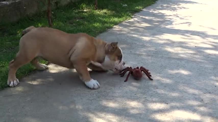 English Bulldog puppy takes on robot spider 2020