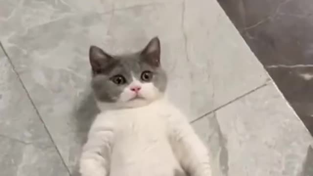 Super lazy cat | Cute cats | Compilation 2021