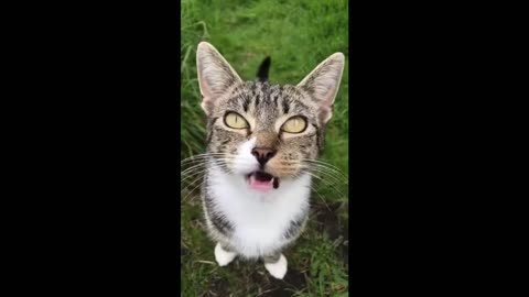 😂 Funniest Cats and Dogs Videos 😺🐶