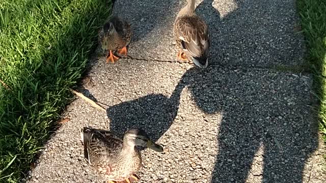 Wild Mallard Ducks