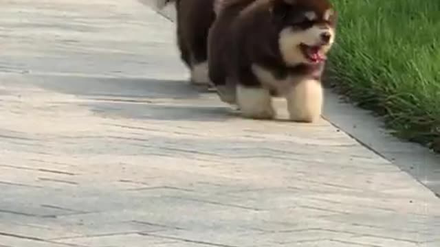 Alaska malamute funny fail Super cute on Holiday, 🐶 #Shorts