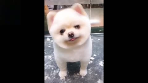 Fluffy Cute and Funny Pets