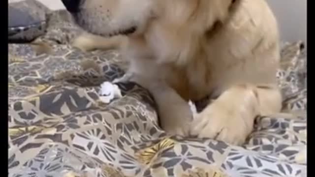 🤣 Funniest 🐶 Dog - Awesome Funny Pet Animals Videos 😇 #short