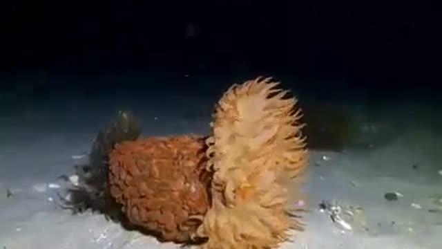 Life at the bottom of the sea