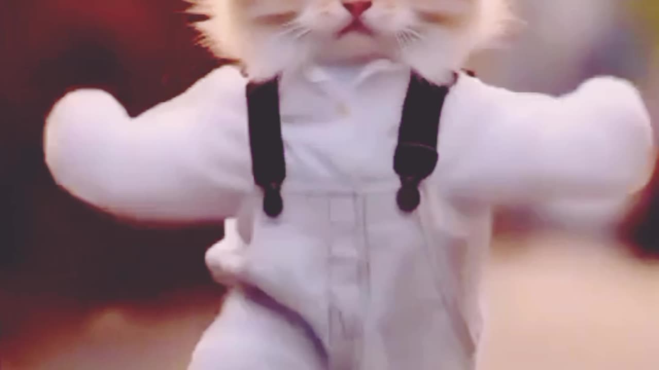 Cute Cat Dancing