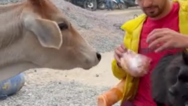 Courageous dog tries to befriend big hungry cow