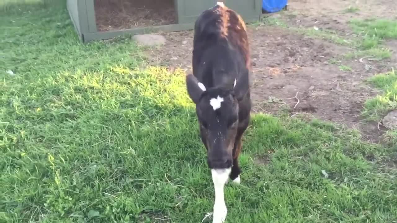 An Excited Oreo