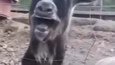 Funny animals