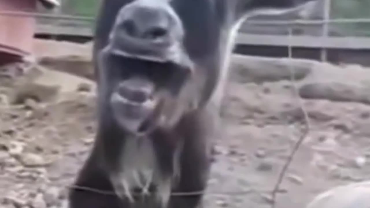 Funny animals