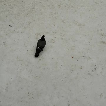 A good pigeon was hungry.