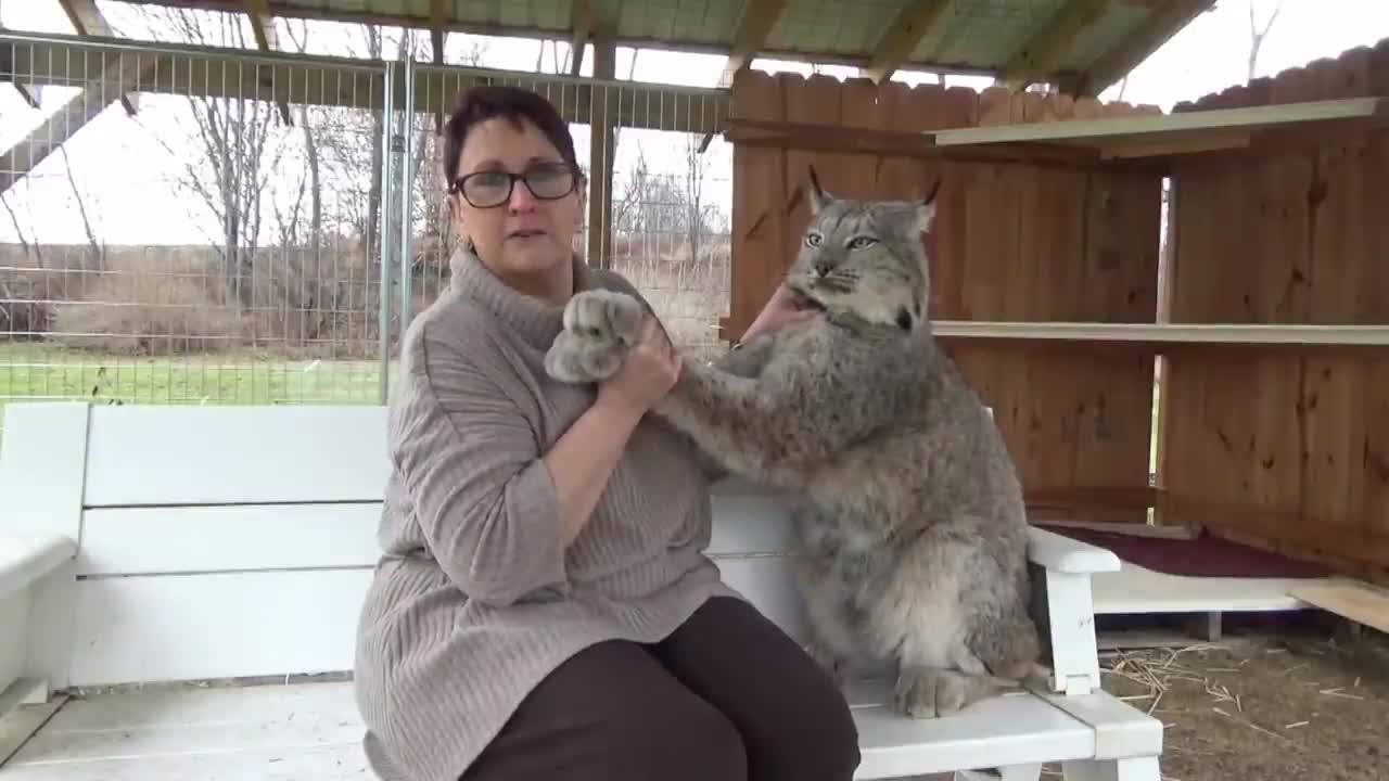 Cats Lover | Very impressive | Happy Thanksgiving